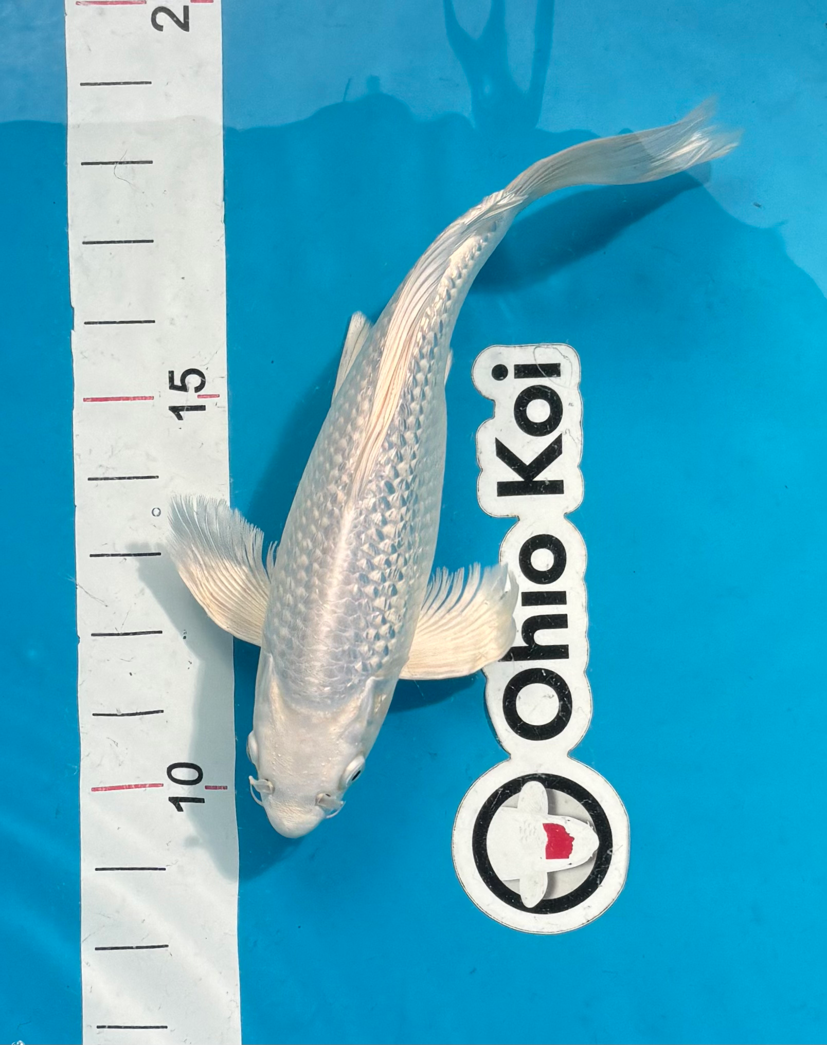 Longfin Platinum Ogon