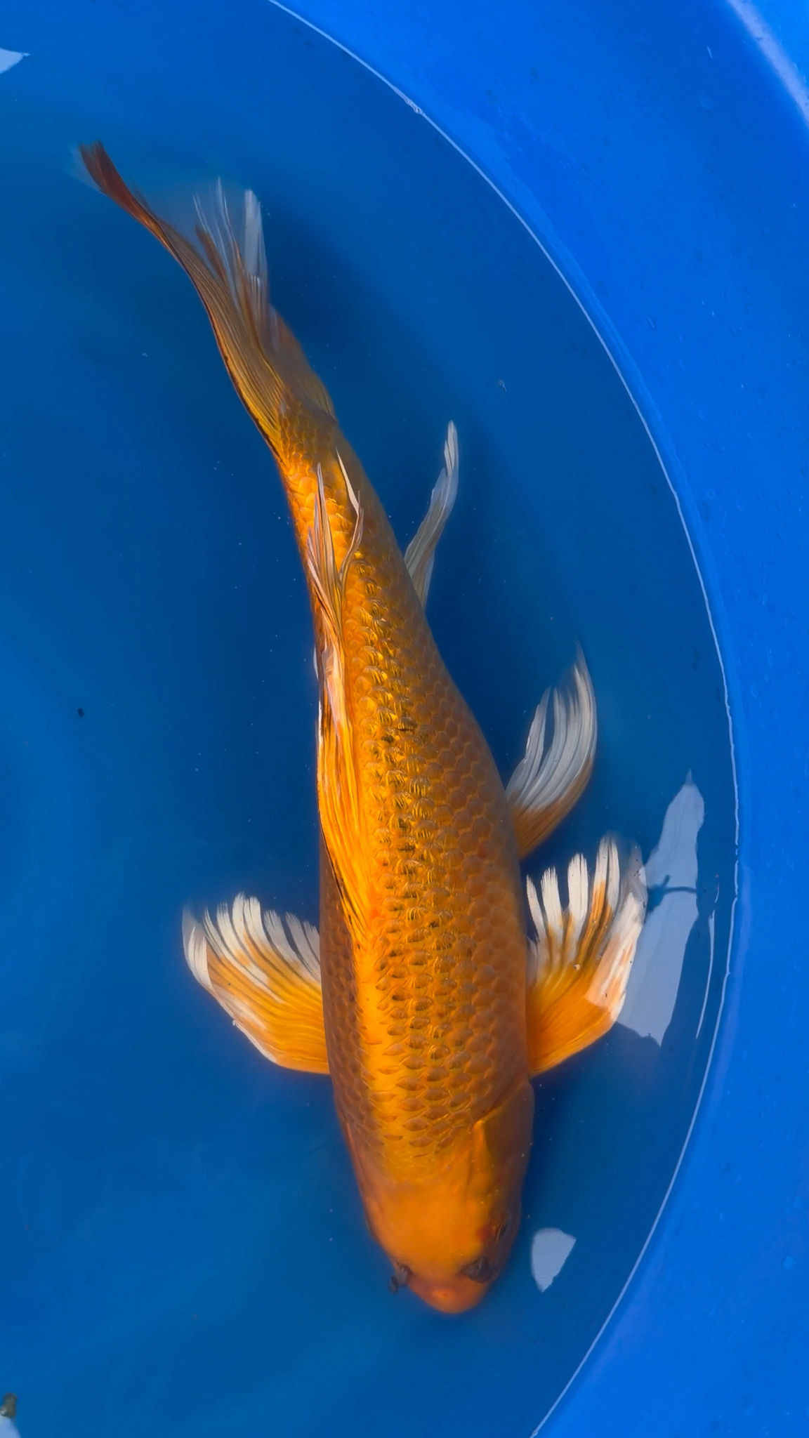 Longfin Ginrin Orenji Ogon