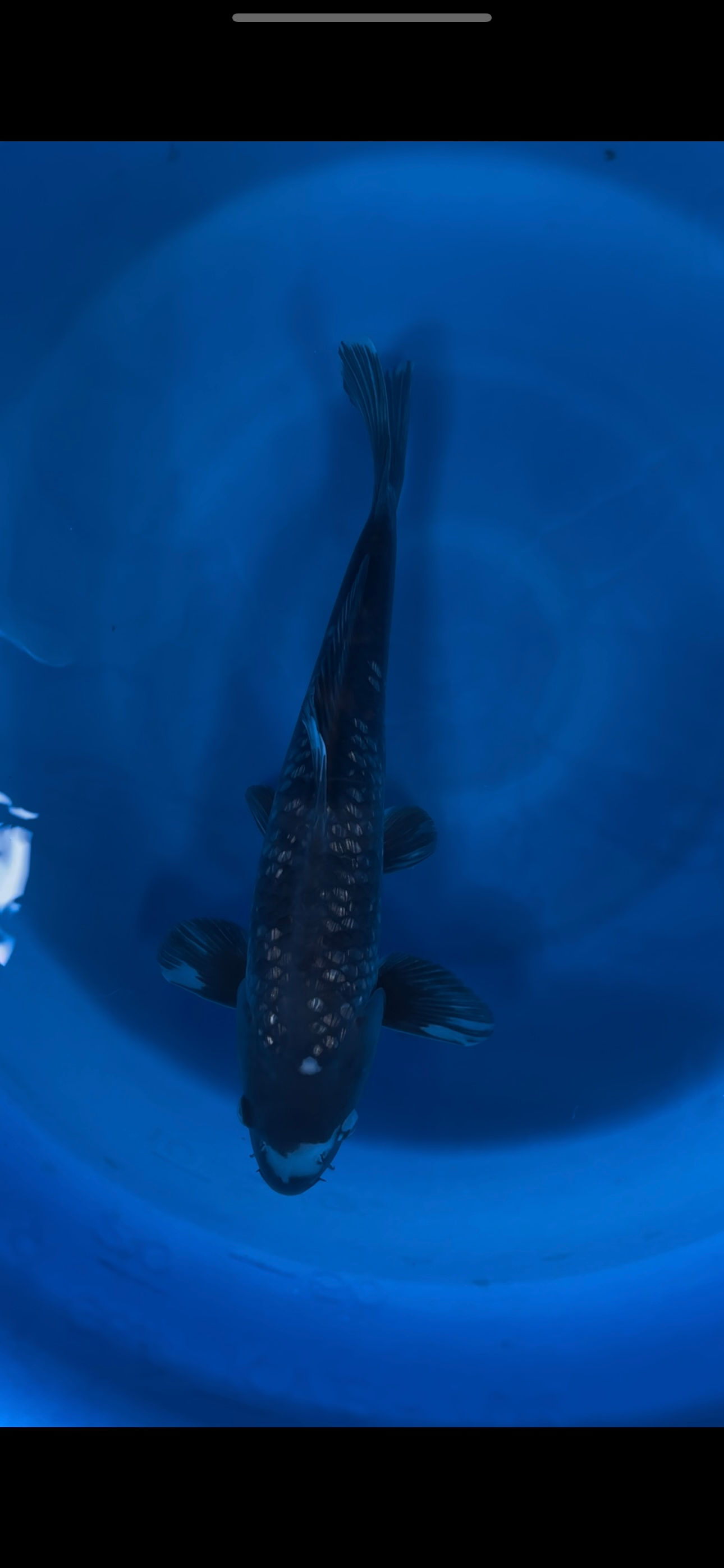 Gin Rin Matsukawabake