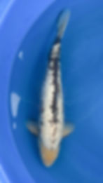 Thumbnail: Ginrin Matsukawabake