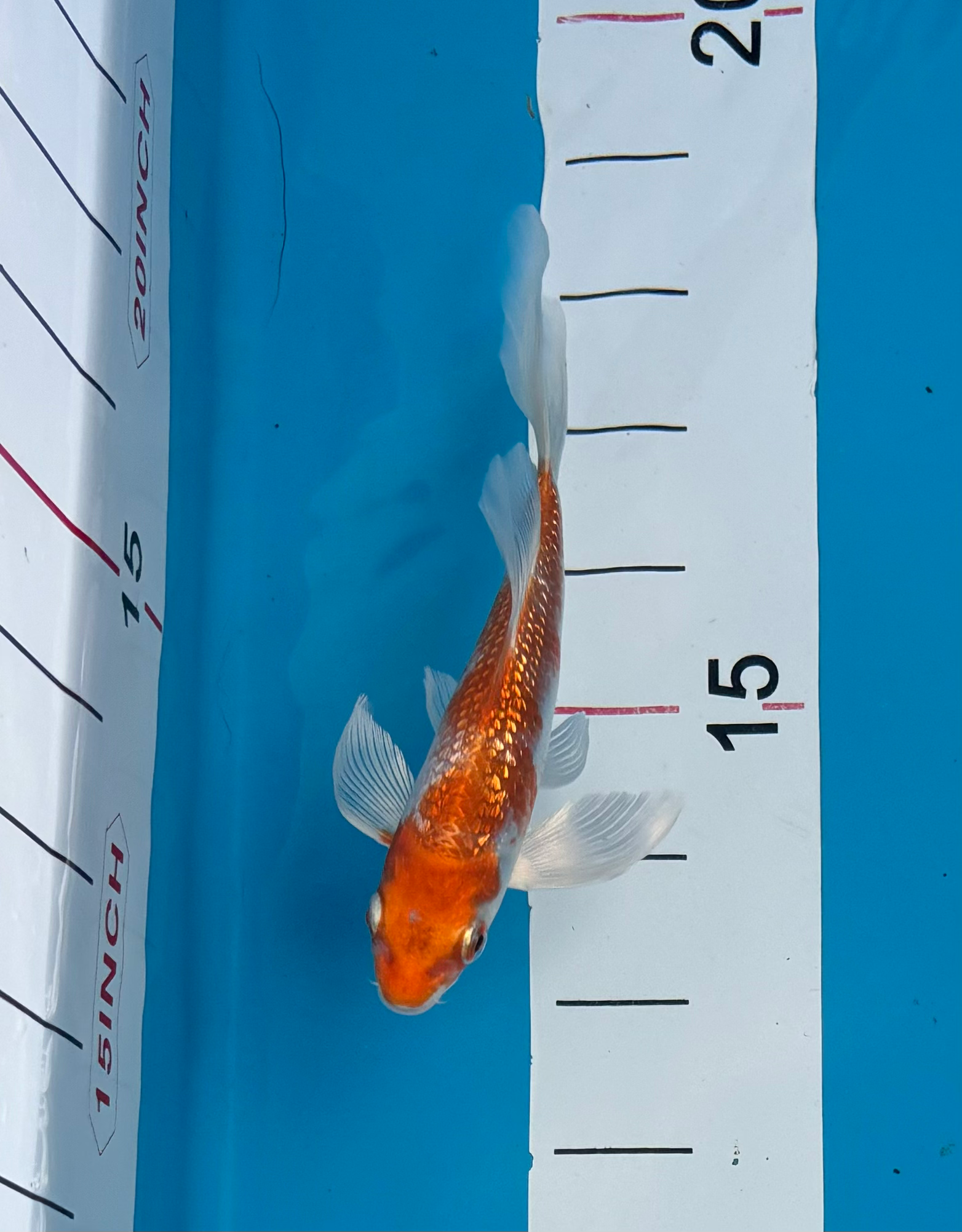 Longfin Gin Rin Hariwake