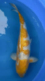 Thumbnail: Ginrin Ochiba 