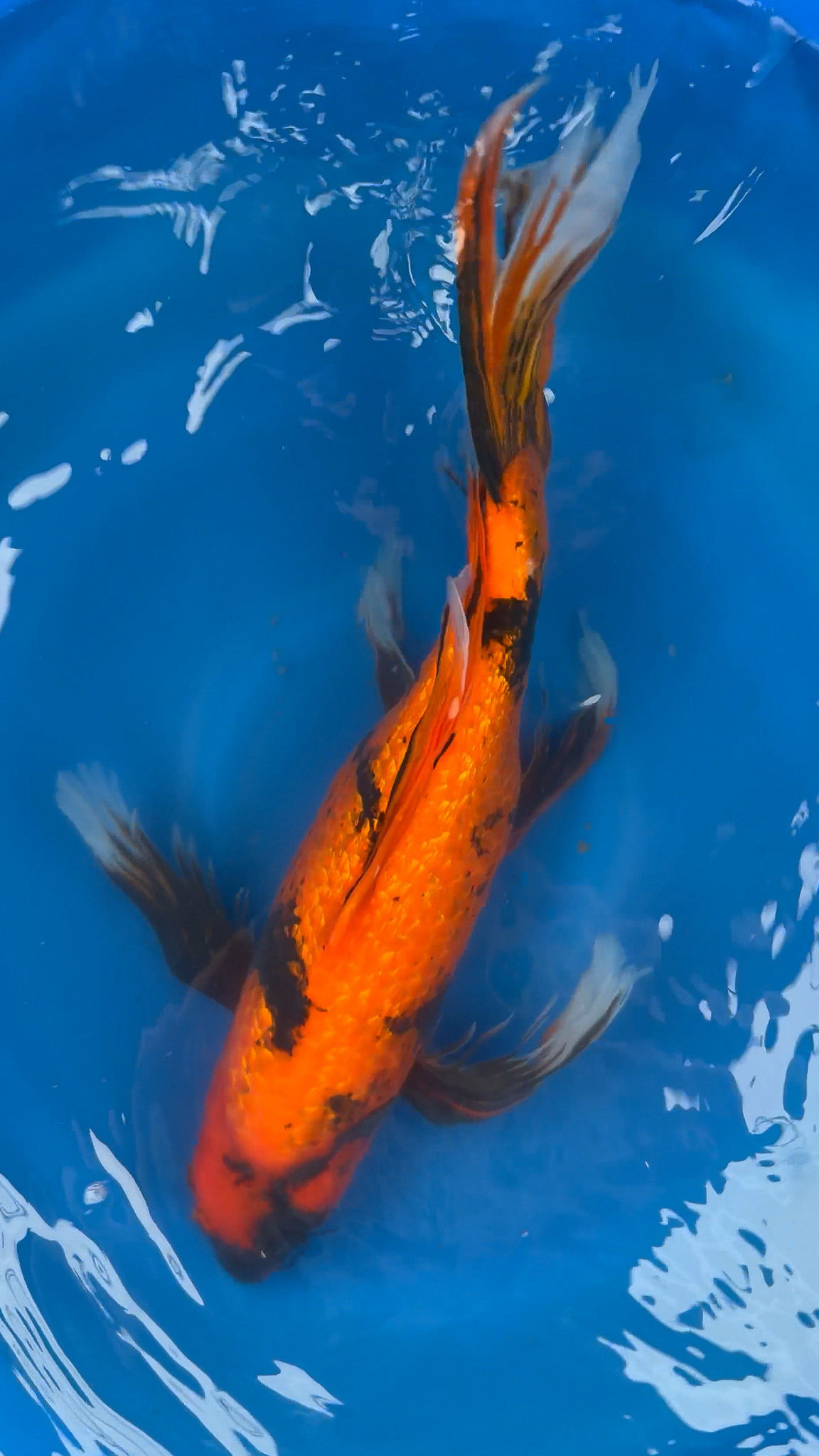 Longfin Ginrin Hi Utsuri