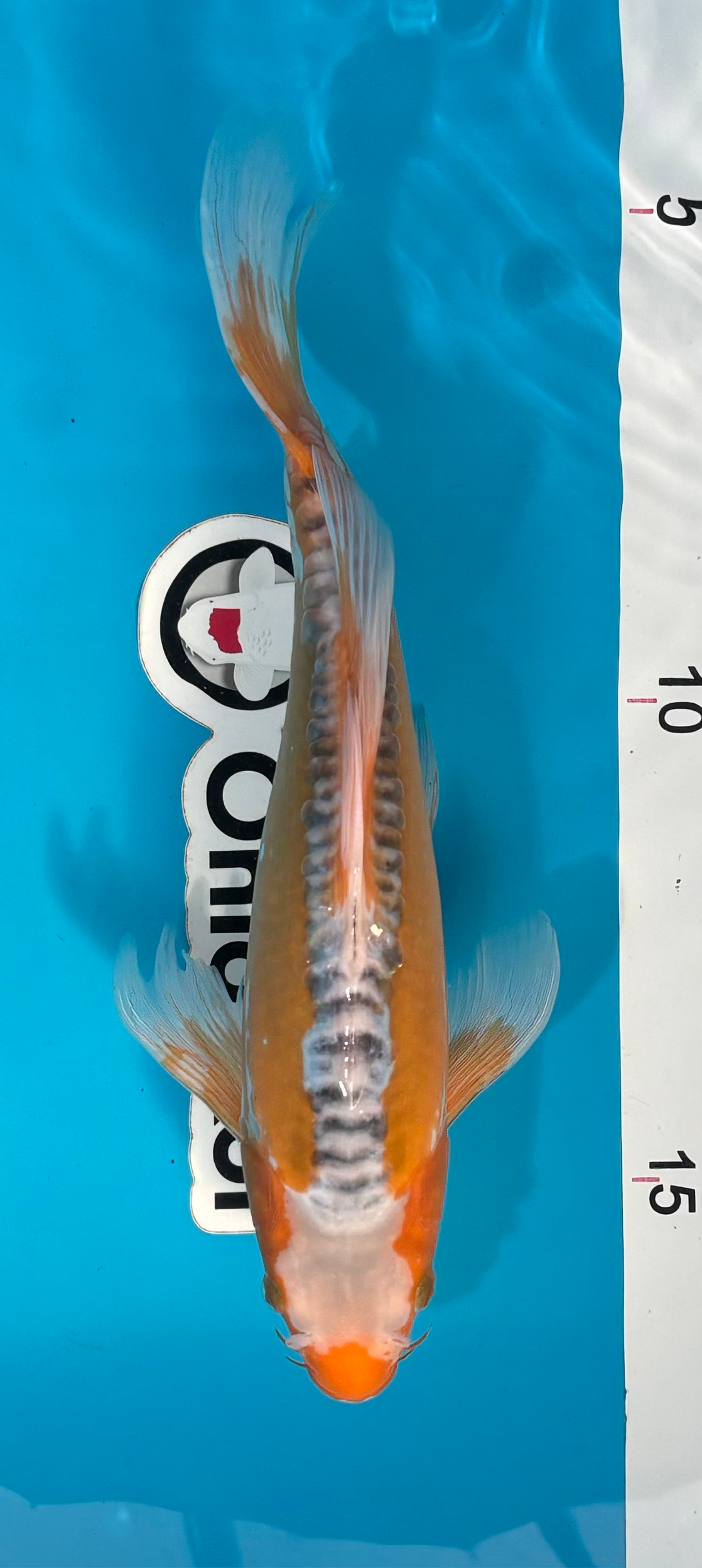 Longfin Shusui