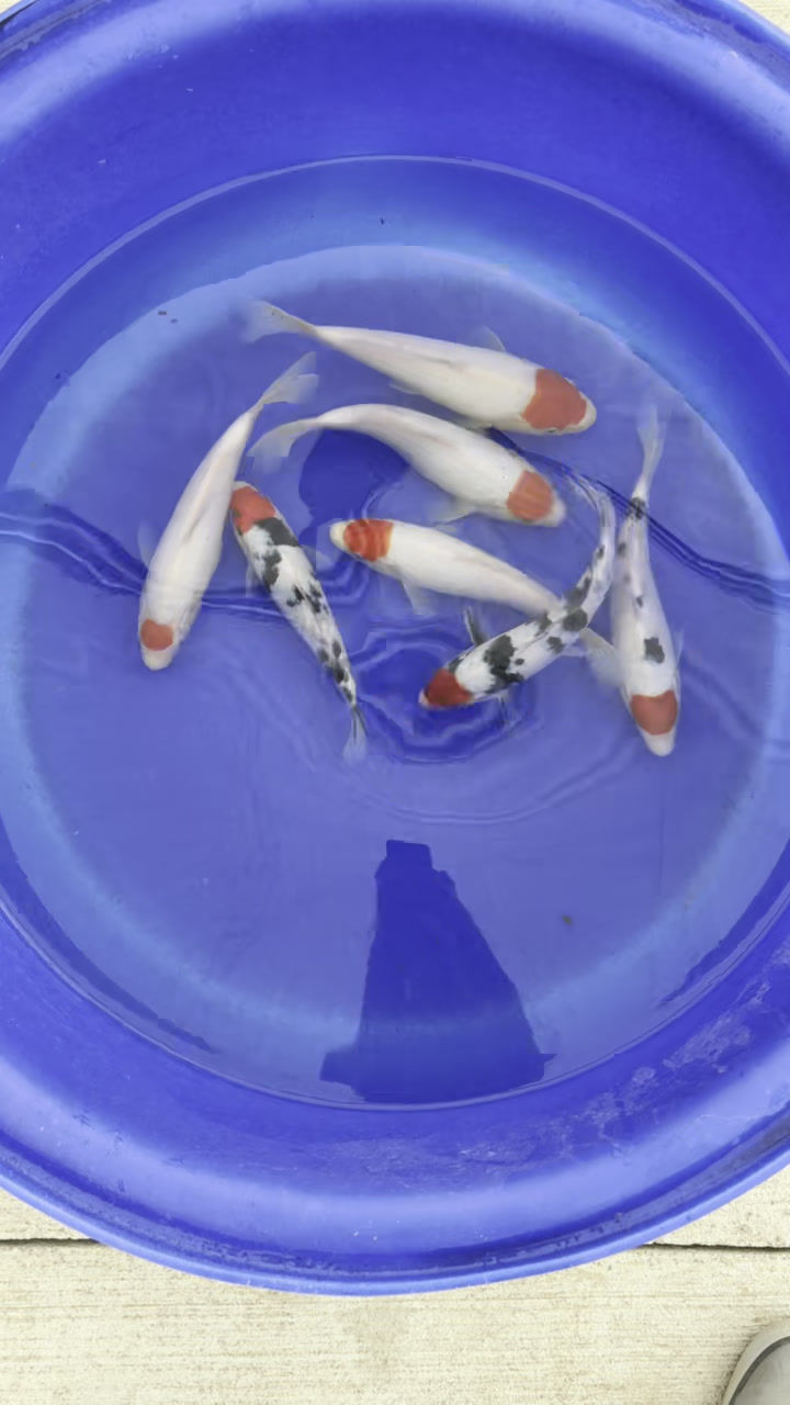 Thumbnail: NND Koi Farm One Year Old Koi