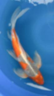 Longfin Goshiki