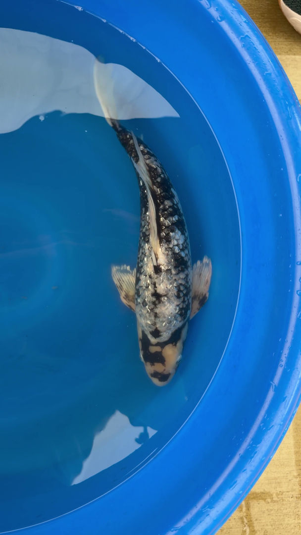 Thumbnail: Longfin Ginrin Matsukawabake 