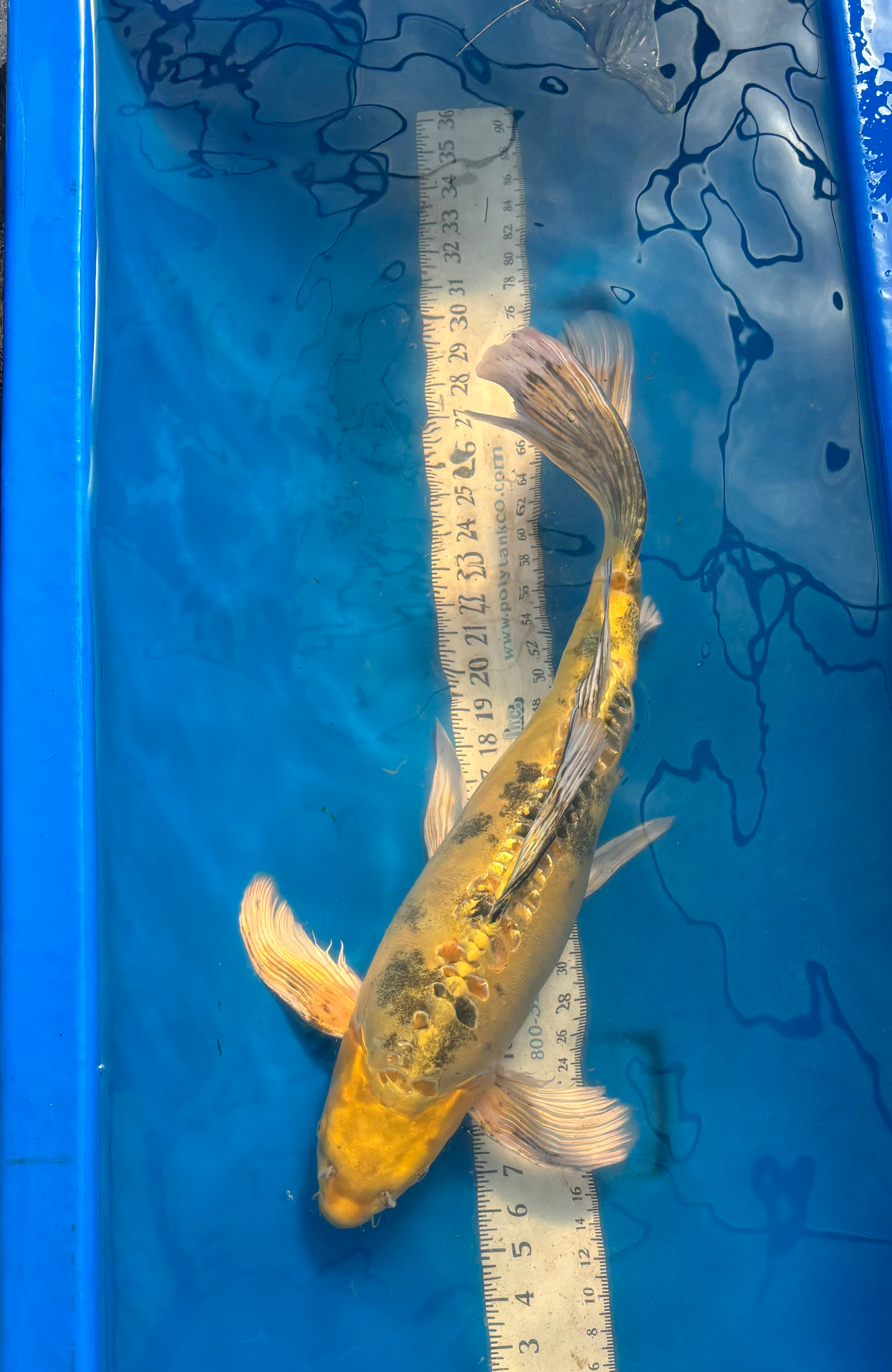 Doitsu Metallic Ki Utsuri Butterfly