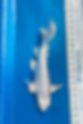 Longfin Platinum Ogon 