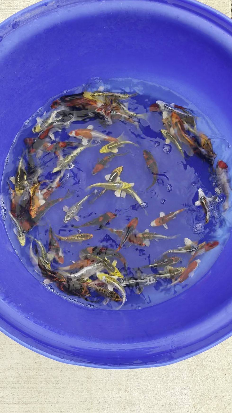 Thumbnail: AO Aokiya One Year Old Koi