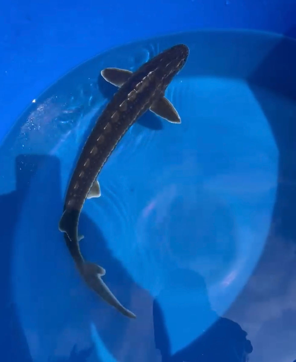 20” White Diamond Sturgeon Ohio Koi