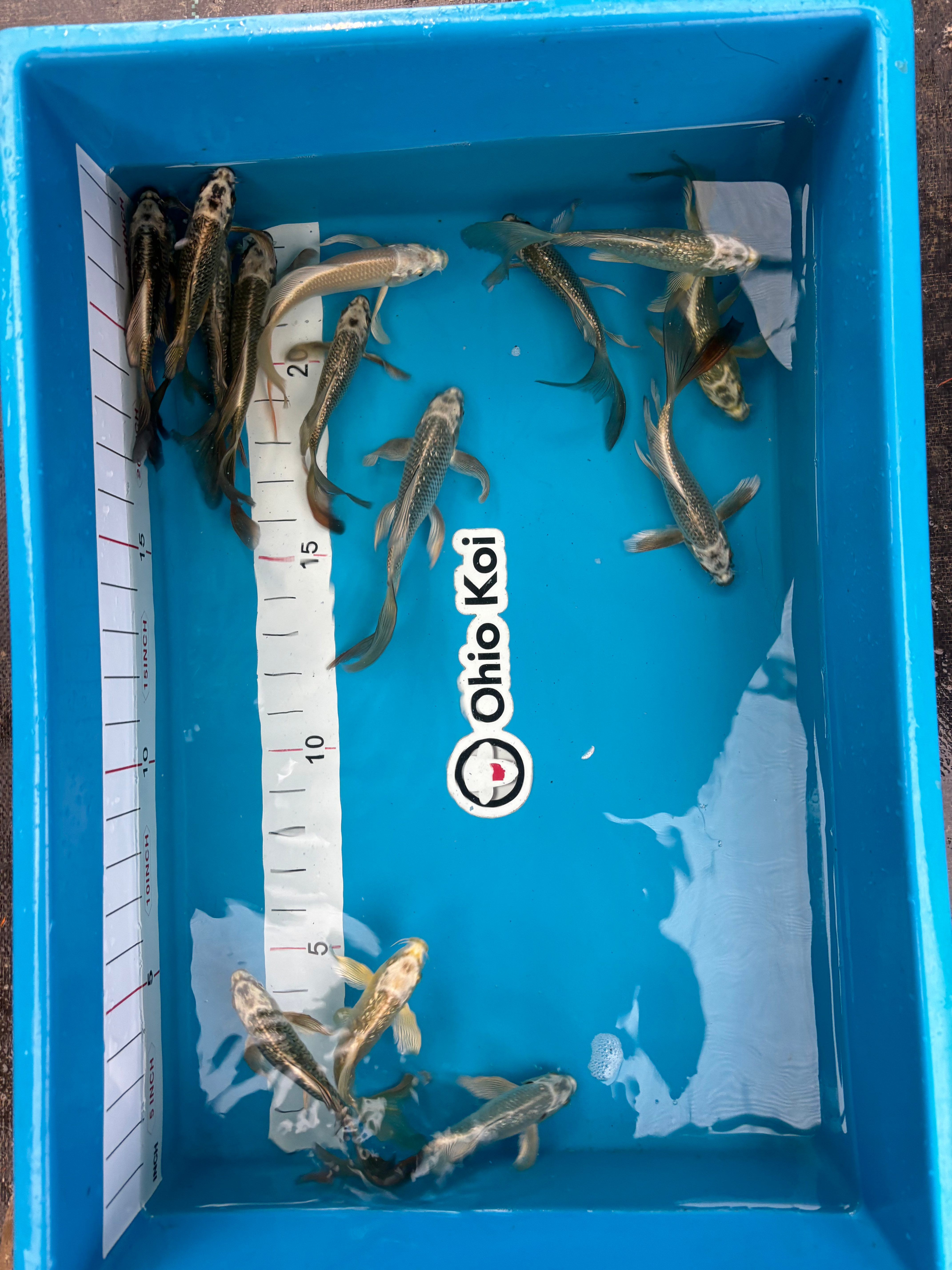 Mukashi Ogon Sample Bowl