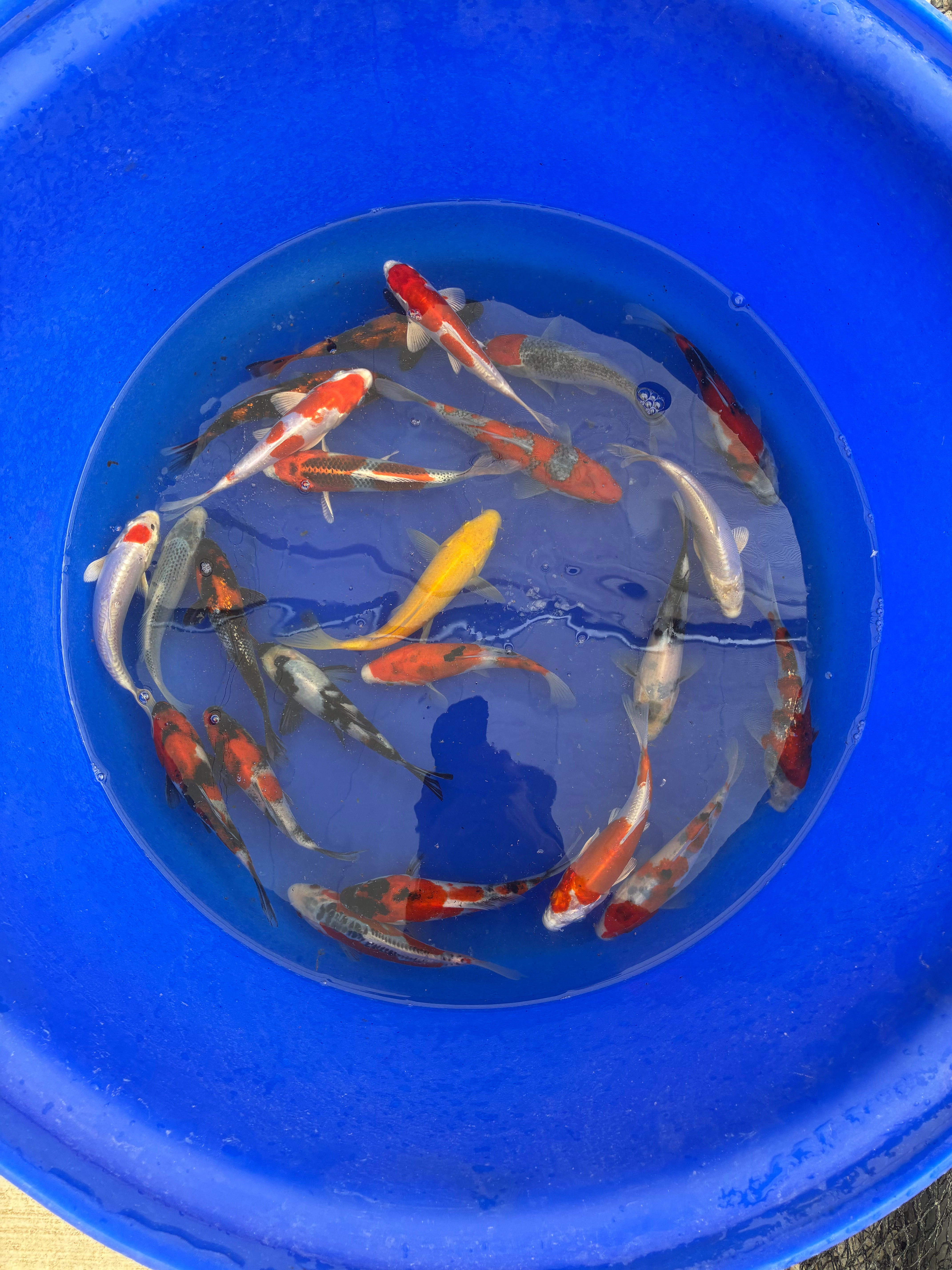 Yagenji One Year Old Koi