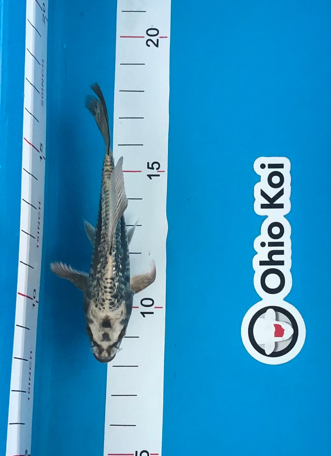 9.5” Gin Rin Doitsu Mukashi Ogon Longfin