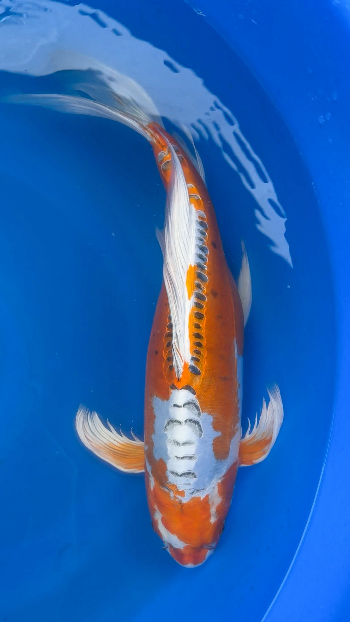 Longfin Doitsu Kujaku