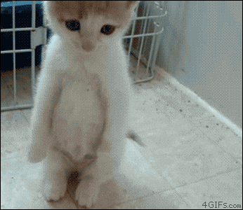 Sad Cat GIF.gif