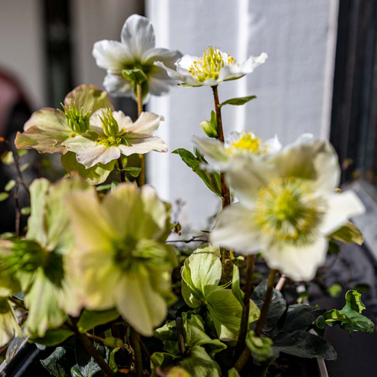 Frühling im Guggital, Hotel Restaurant Zug