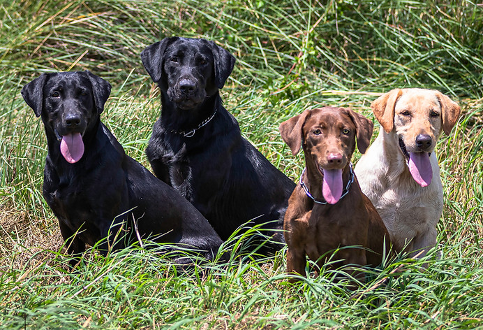 4 labs_ADDK_664A2170.jpg