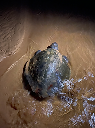 A Turtle laying her eggs at night