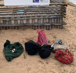 Turtle eggs relocated to the Hatchery