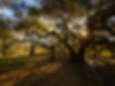 Coast Live Oaks, Garland Ranch, Carmel Valley