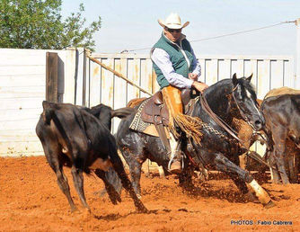 Blue Duck Quixote, frozen semen offered by Crown K Quarter Horse Stud