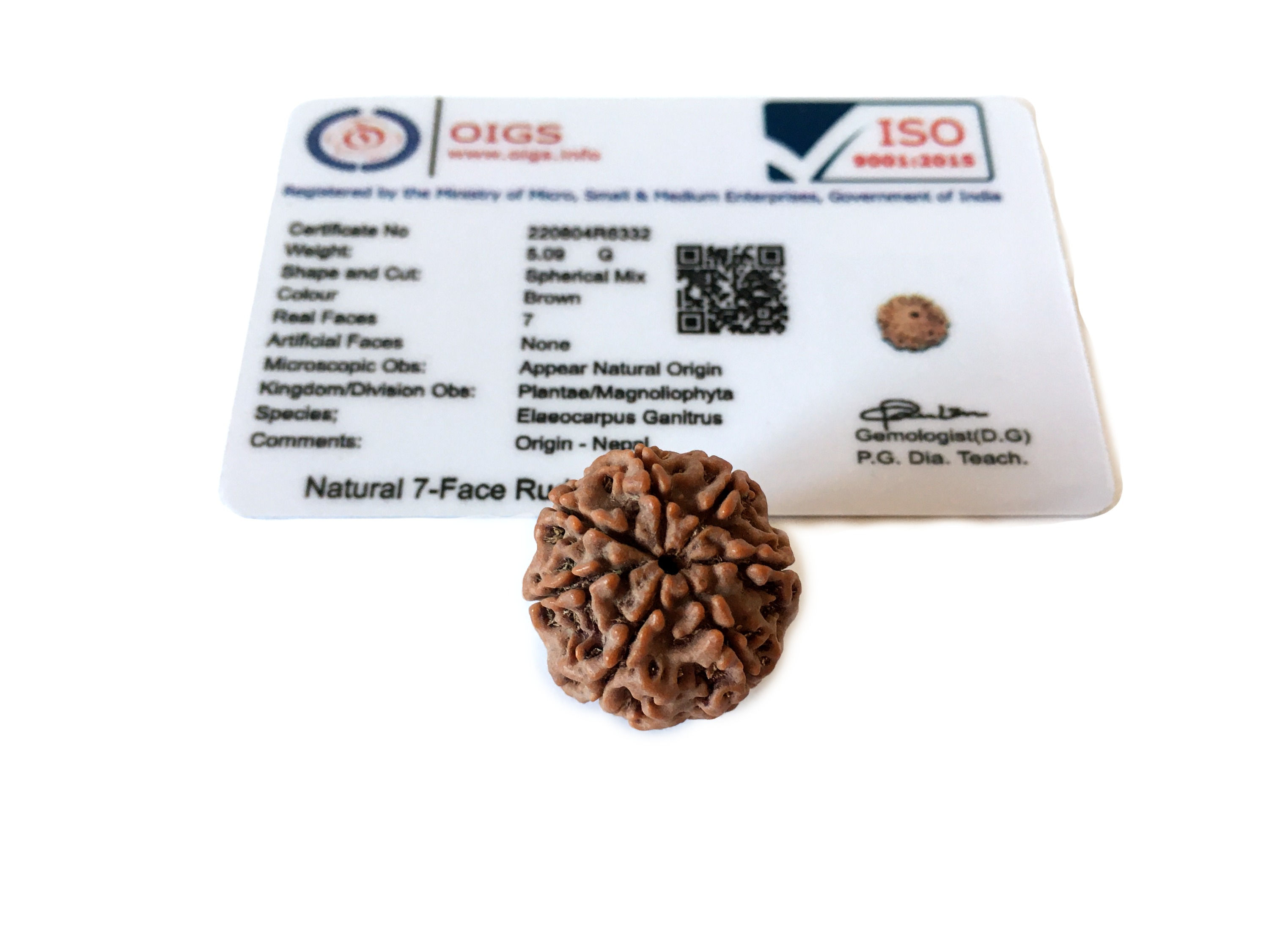 Рудракша 7-ликая с сертификатом