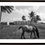 Thumbnail: Alamar Horse, Havana 1996