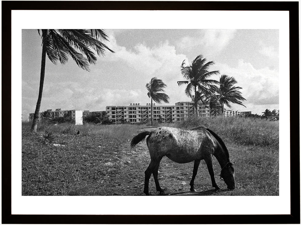 Thumbnail: Alamar Horse, Havana 1996