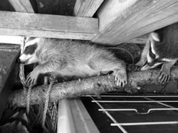Sleeping In