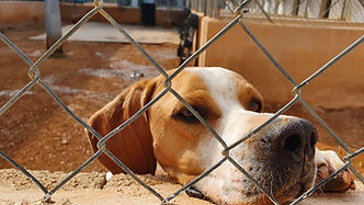 Beagle dog behind metal fence, waiting for adoption