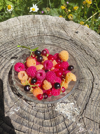 petits fruits 2(1).jpg