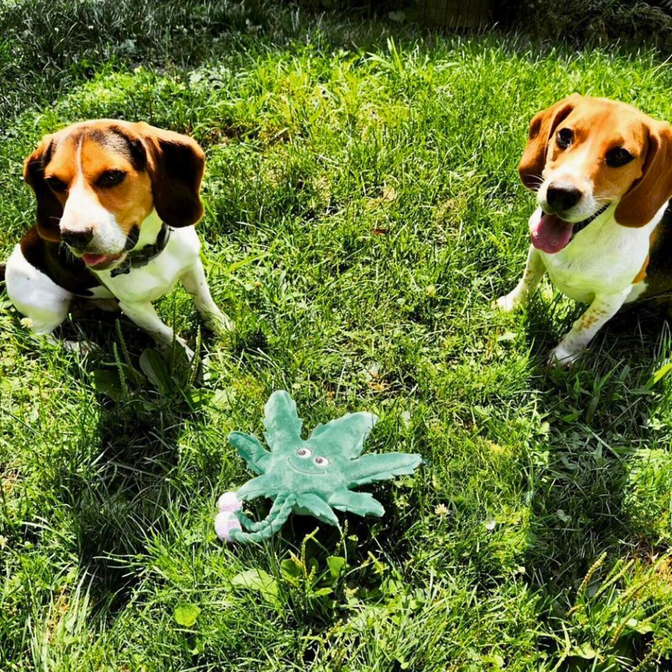 Thumbnail: My Name is Mary Jane, Cute & Funny Stuffed Parody Marijuana Leaf Dog Toy