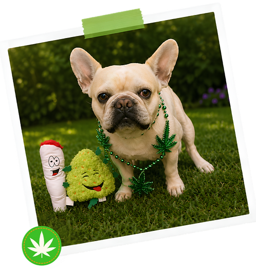 Wix header & graphics - Upwork shared (1000 x 2000 px) (2)_edited.png