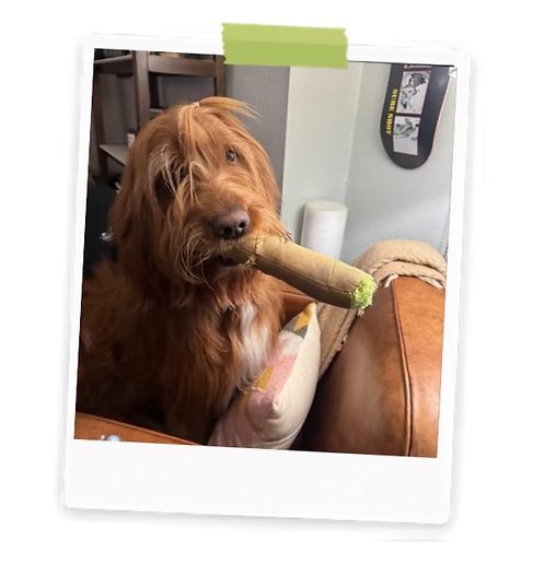 Wix header & graphics - Upwork shared (33)_edited.png
