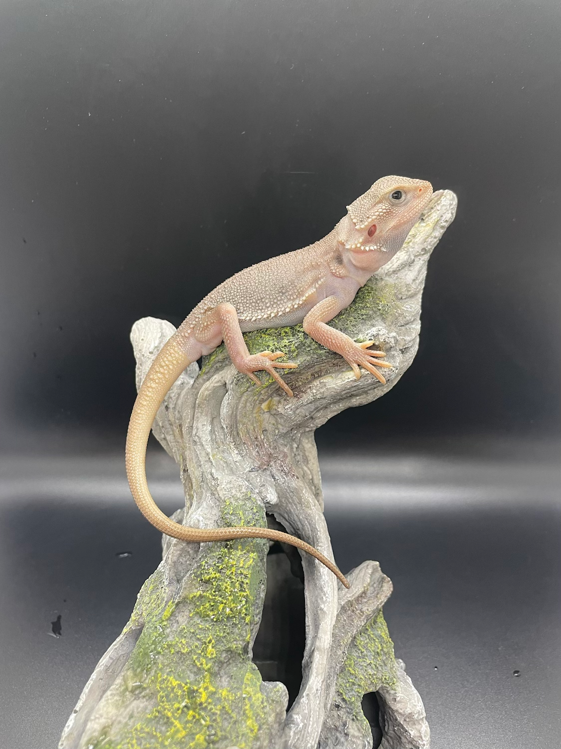 Translucent Zero 100% het hypo