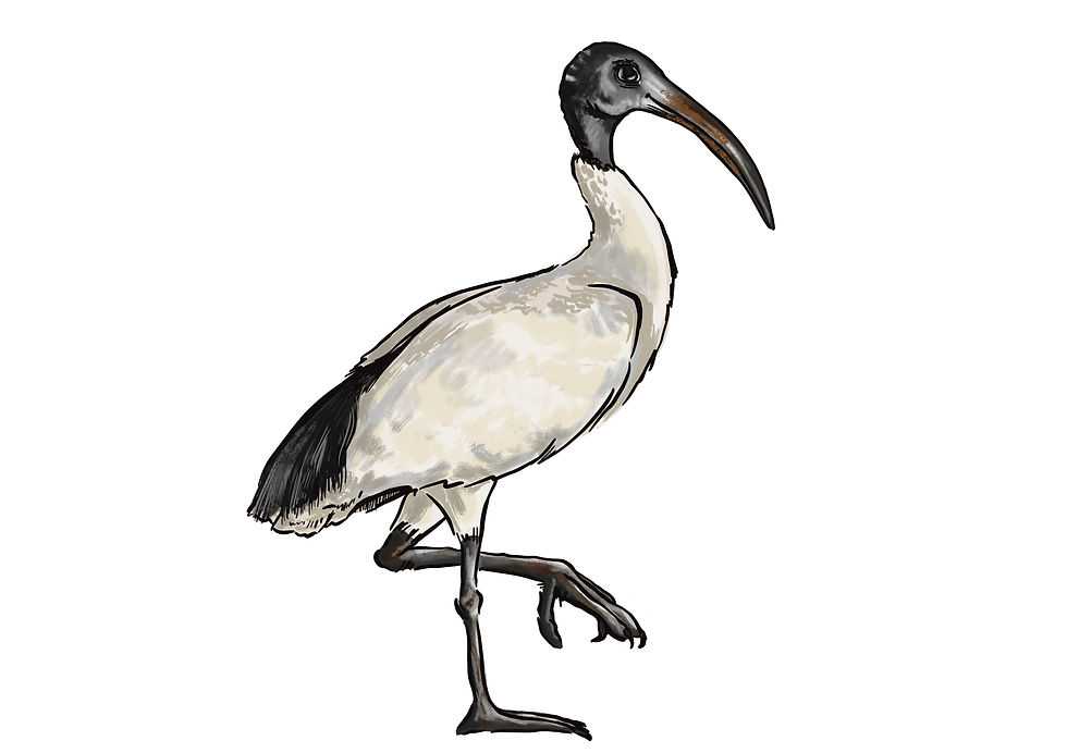 Thumbnail: Aussie birds - DIGITAL DOWNLOAD