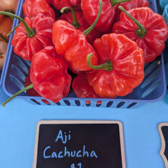Pepper Spotlight: Aji Cachucha