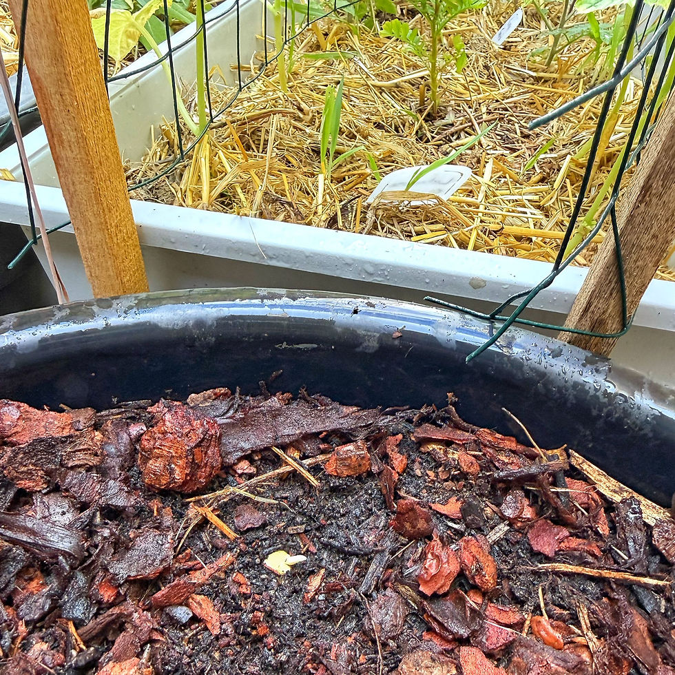 A garlic clove germinating day 3