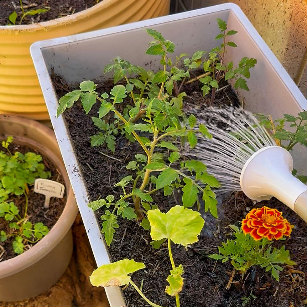 Treating with neem oil