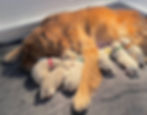 9244BA72-4653-4E71-956D-B68E6FB00018_1_105_c.jpeg
