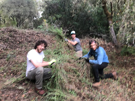 Invasive Species Removal.JPEG