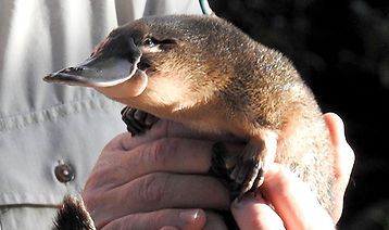 TVWC-platypus.jpg