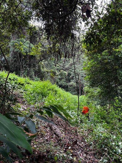 A thicket of invasive Lantana camara in a rainforest ecosystem.