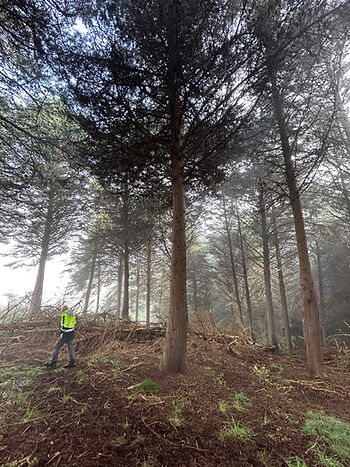 Murray inspects a plantation of Lusitancia Cypress