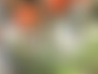 猫じゃらしでこちょこちょ