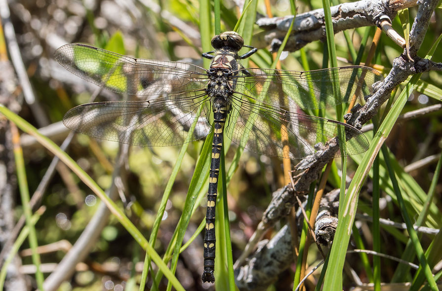 402 - Black Petaltail - 23.06.2018 - Las