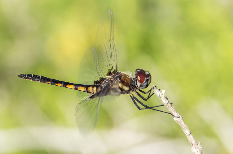 002Mwx - Marl Pennant (Macrodiplax balteata) - Santa Ana NWF - 13.04.2022 (1 von 1).jpg