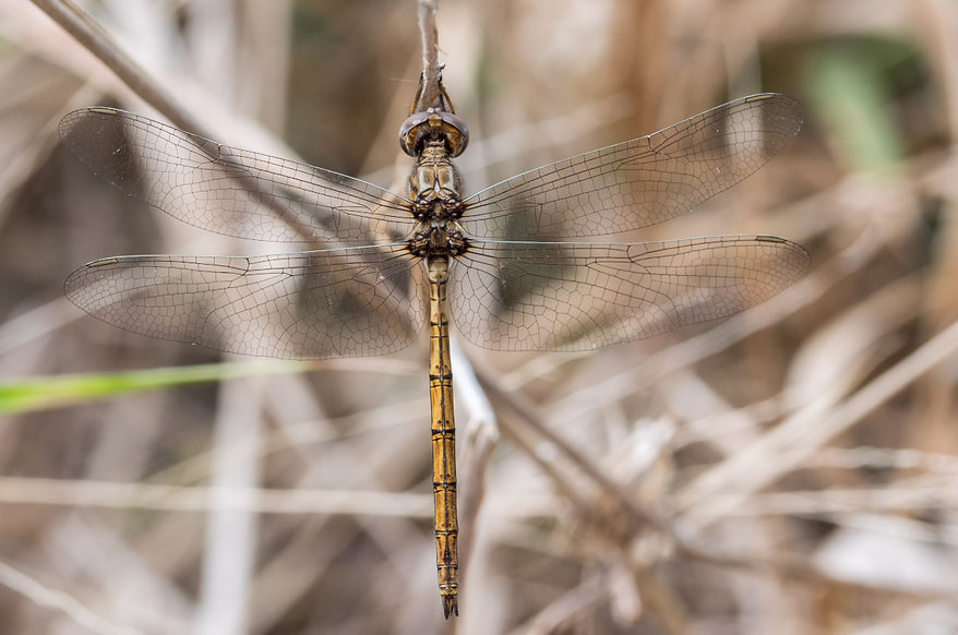 001Mwx - Macrothemis inacuta - Santa Ana NWF - 13.04.2022 (1 von 1).jpg