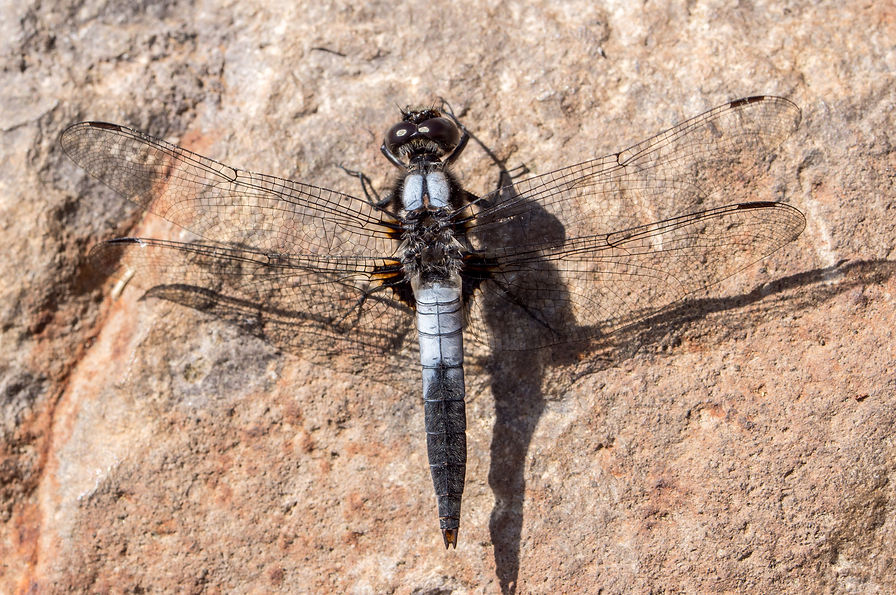 921 - chalk-fronted corporal - caribou -